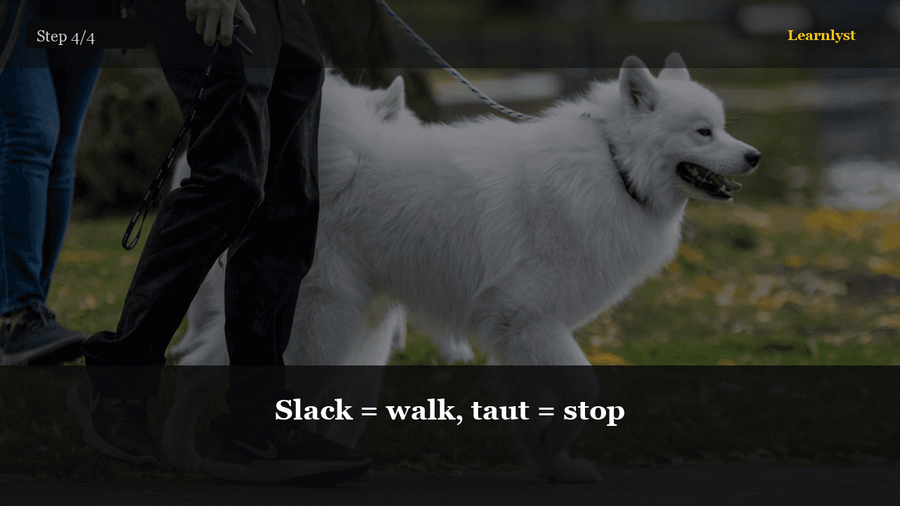 Slack = walk, taut = stop — Pets tip photo