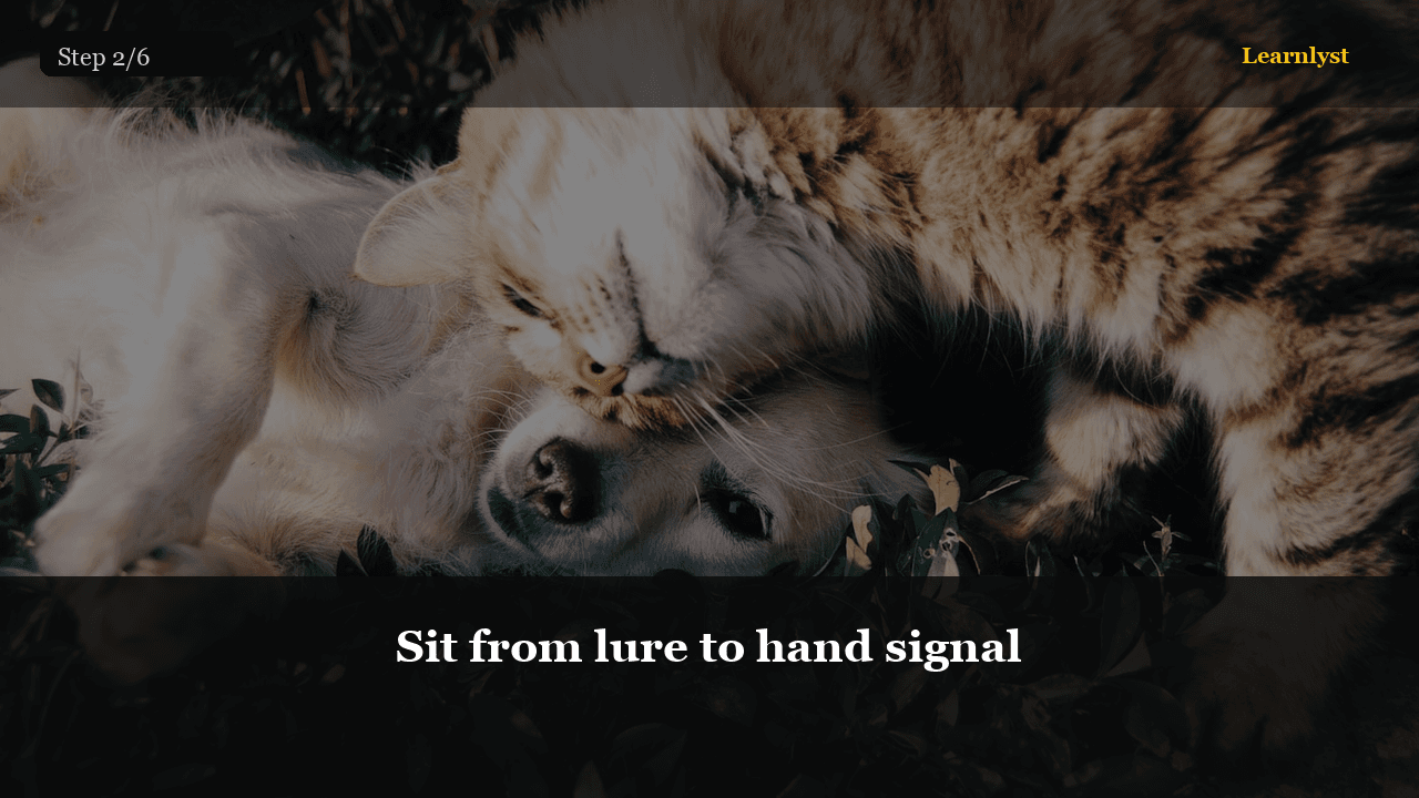 Sit from lure to hand signal — Pets tip photo
