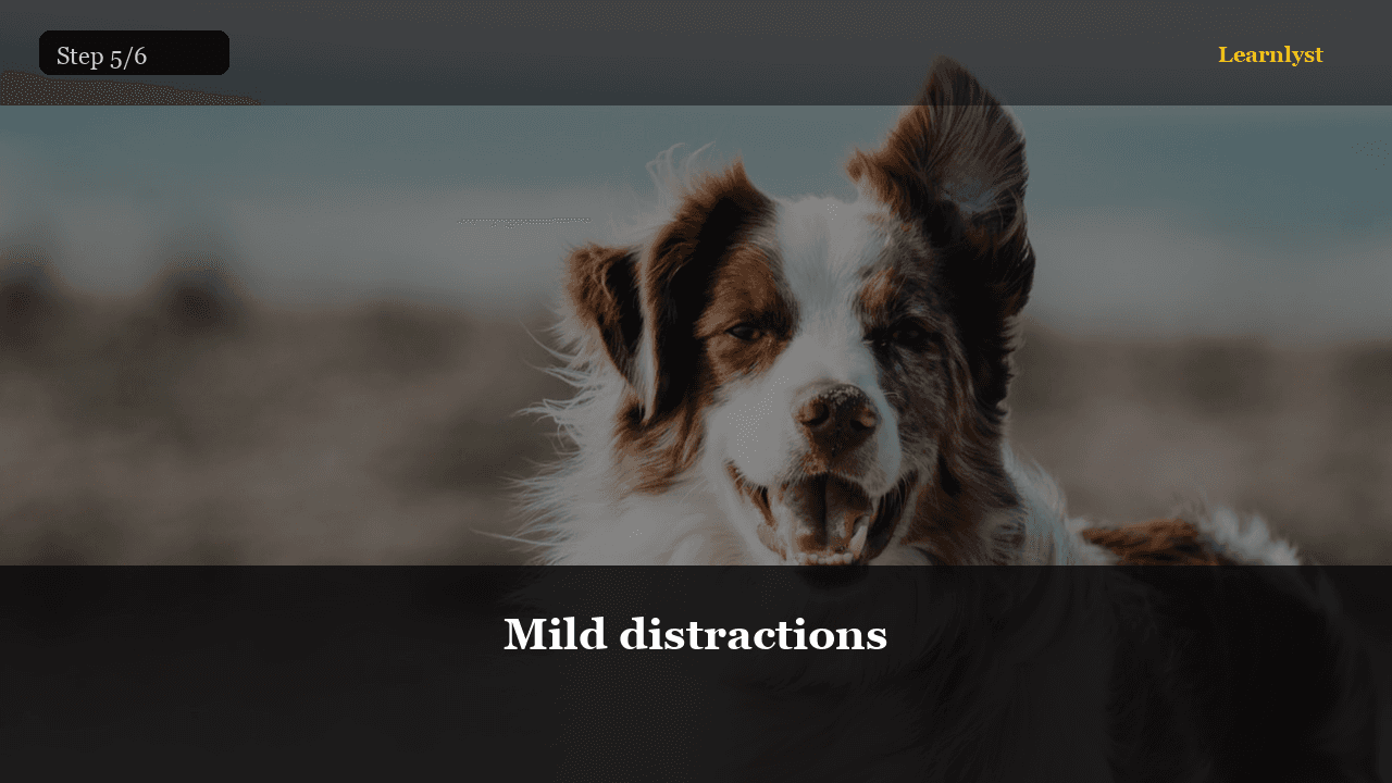 Mild distractions — Pets tip photo