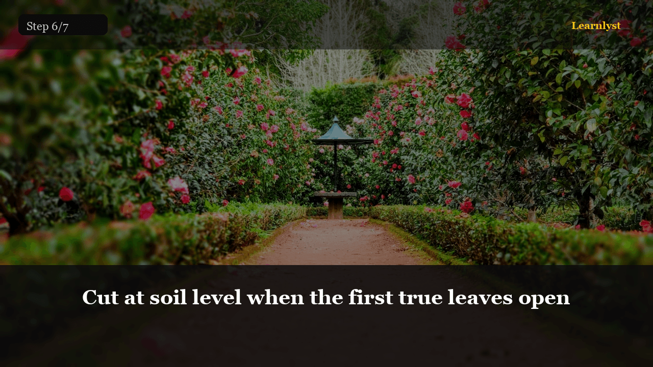 Cut at soil level when the first true leaves open — Gardening tip photo