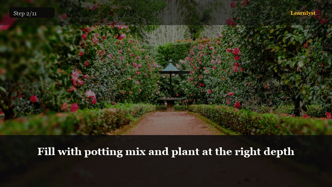 Fill with potting mix and plant at the right depth — Gardening tip photo