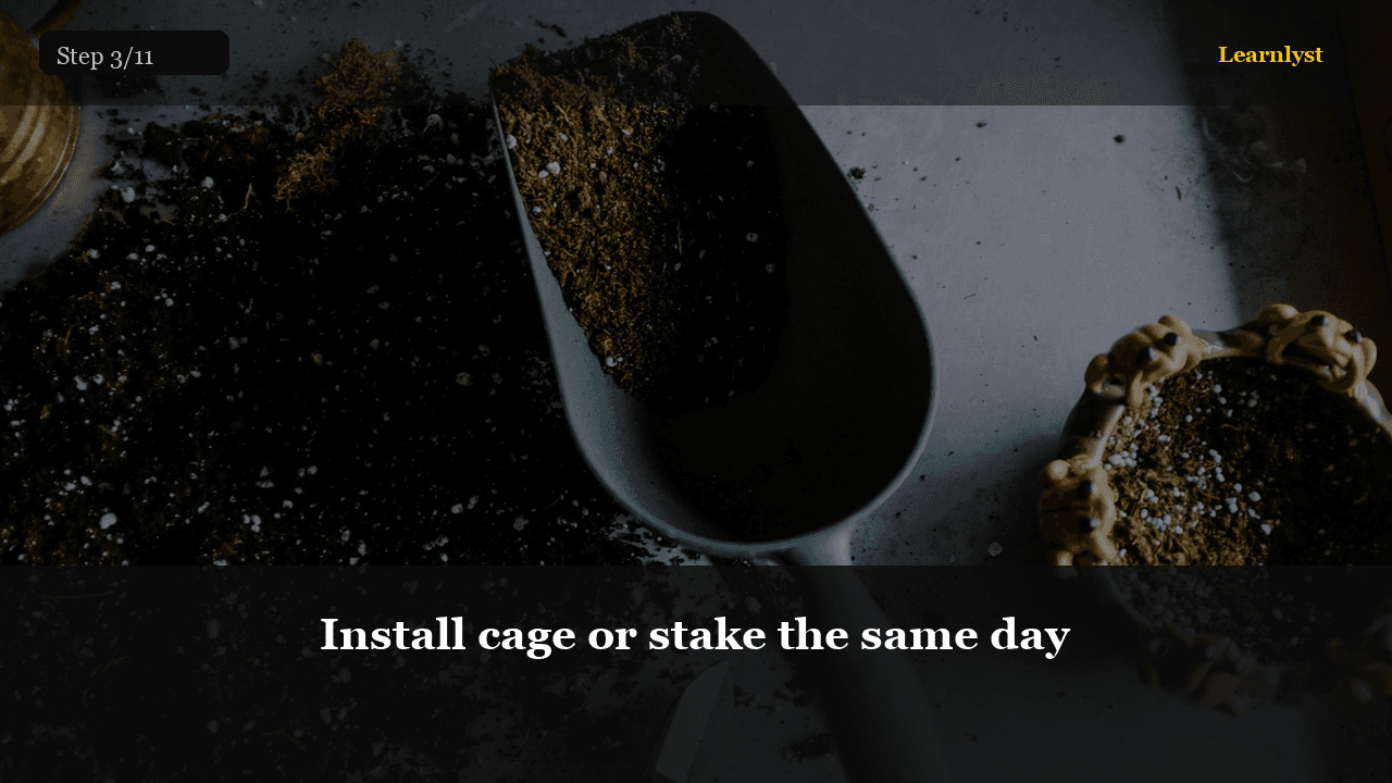 Install cage or stake the same day — Gardening tip photo