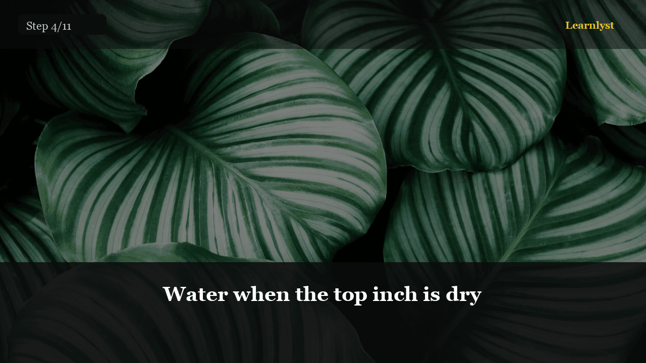 Water when the top inch is dry — Gardening tip photo