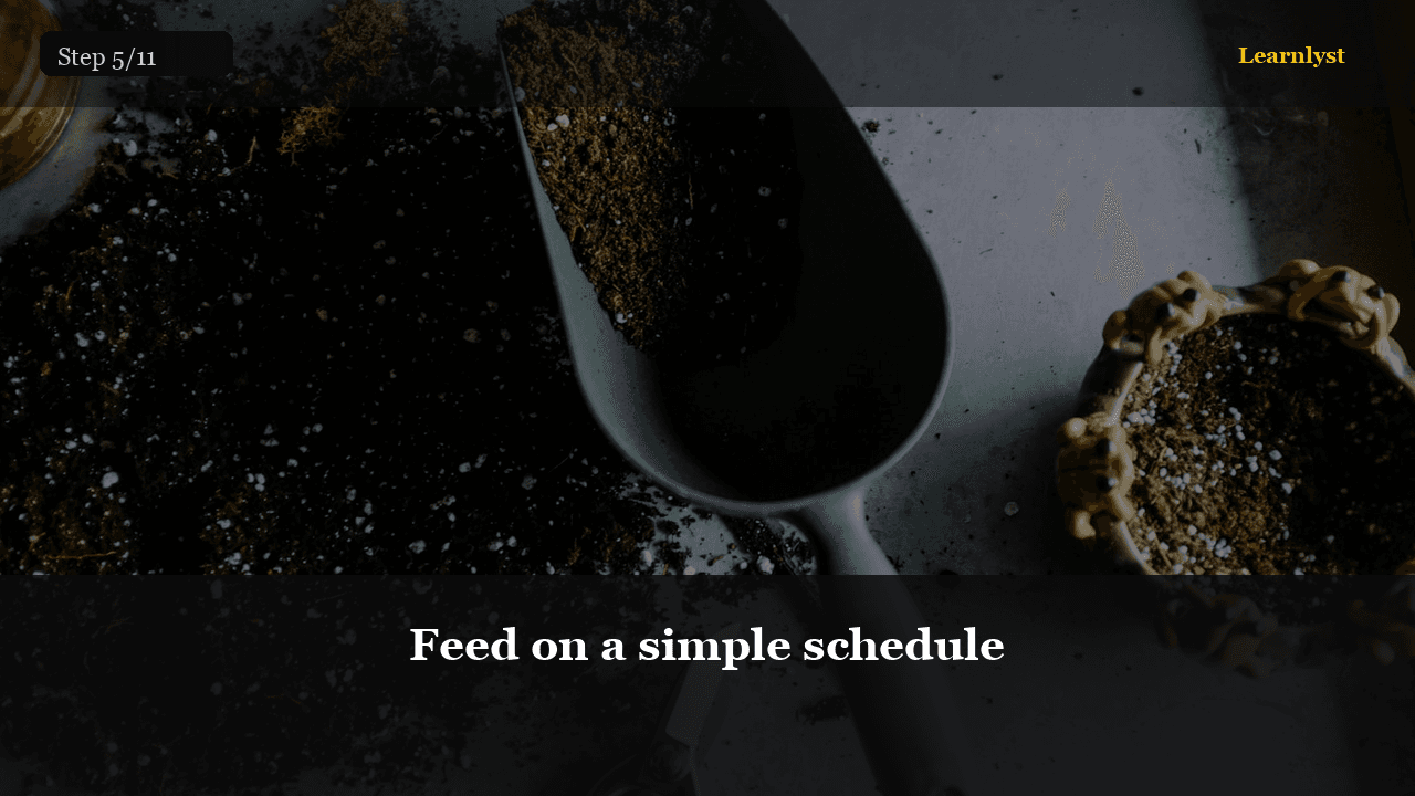 Feed on a simple schedule — Gardening tip photo
