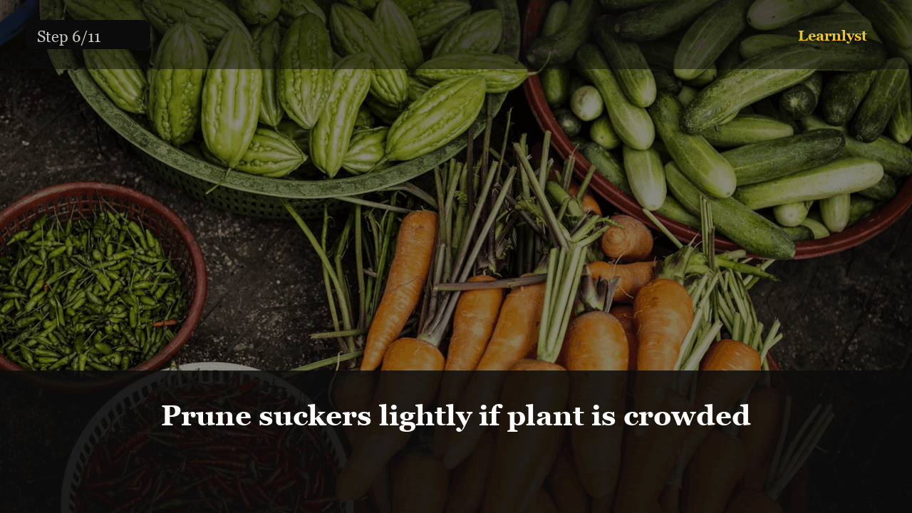 Prune suckers lightly if plant is crowded — Gardening tip photo