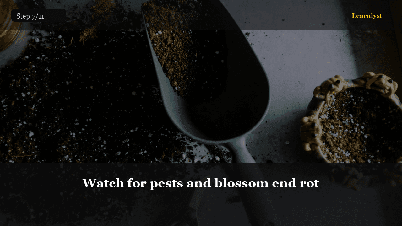 Watch for pests and blossom end rot — Gardening tip photo