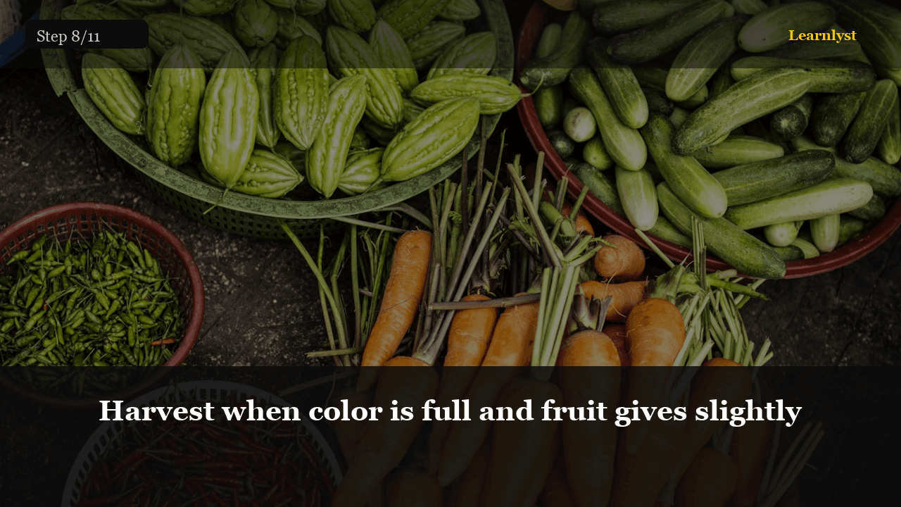Harvest when color is full and fruit gives slightly — Gardening tip photo