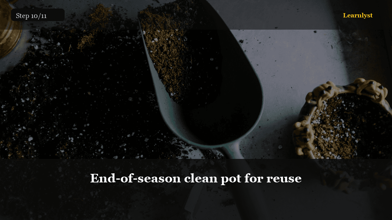 End-of-season clean pot for reuse — Gardening tip photo