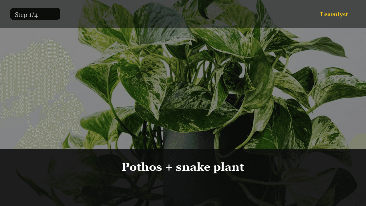 Pothos + snake plant — Gardening tip photo