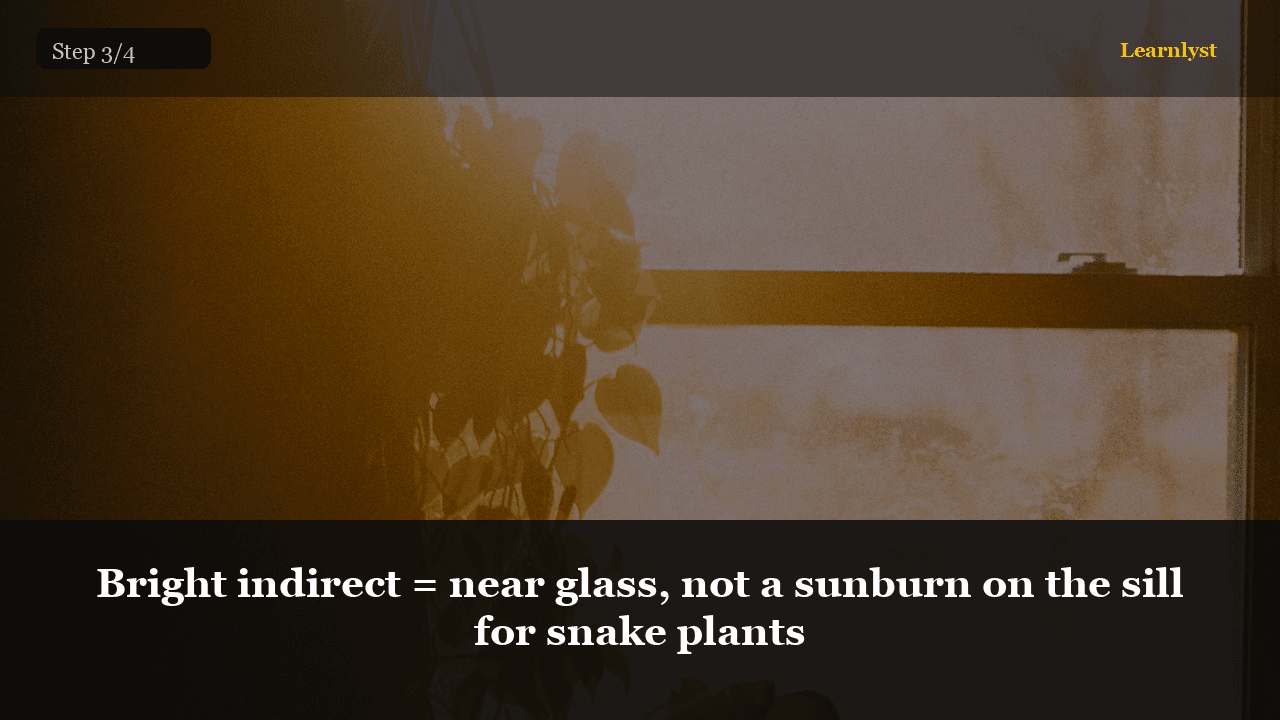Bright indirect = near glass, not a sunburn on the sill for snake plants โ Gardening tip photo