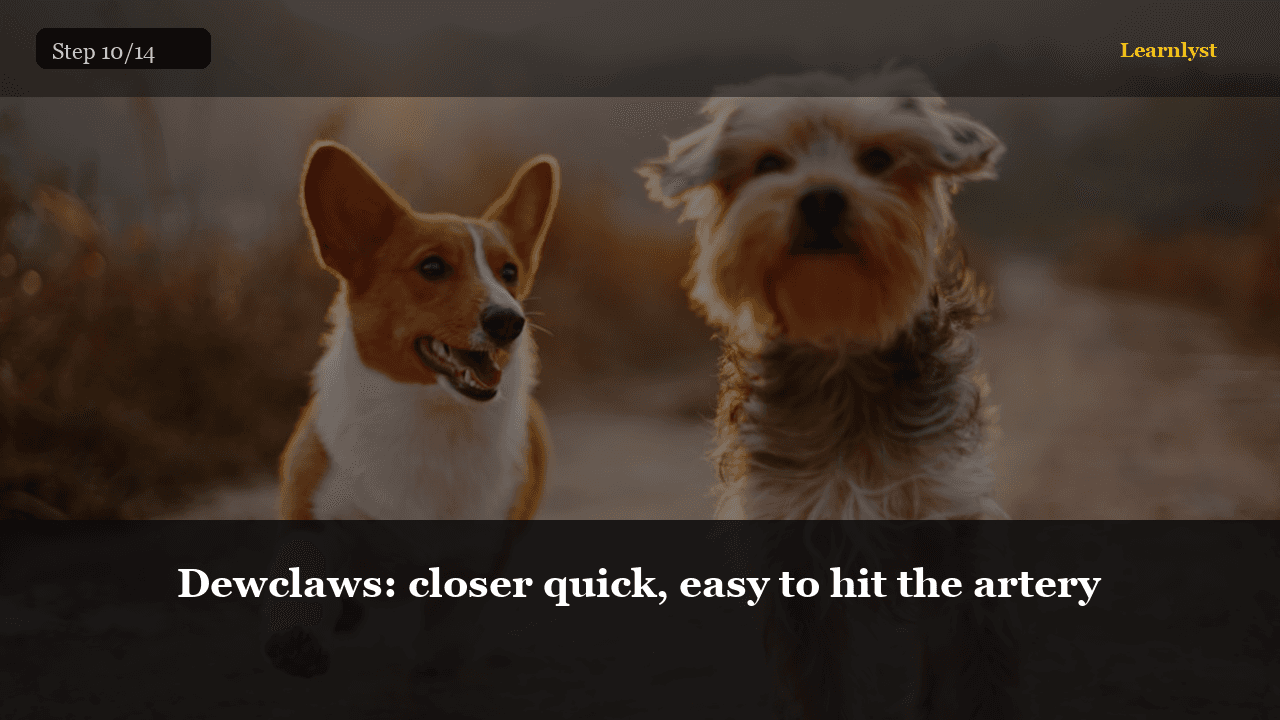 Dewclaws: closer quick, easy to hit the artery — Pets tip photo