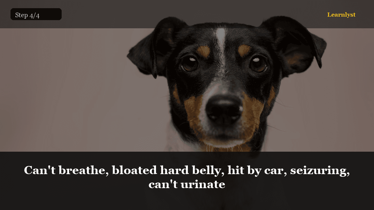 Can't breathe, bloated hard belly, hit by car, seizuring, can't urinate — Pets tip photo