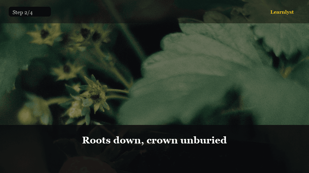 Roots down, crown unburied โ Gardening tip photo