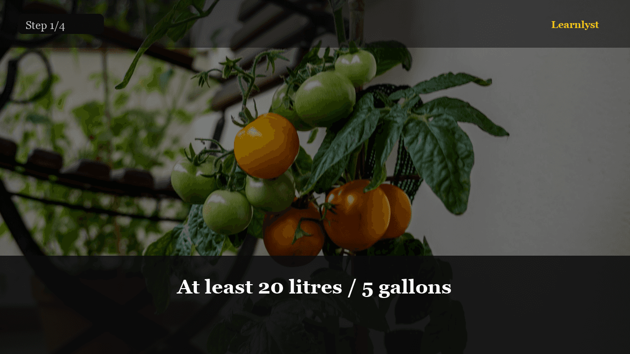 Tomatoes in Pots