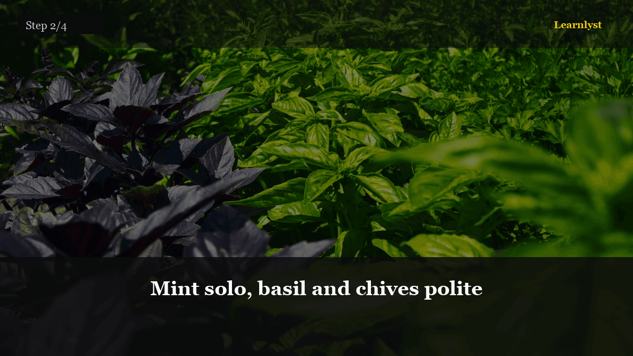 Mint solo, basil and chives polite โ Gardening tip photo