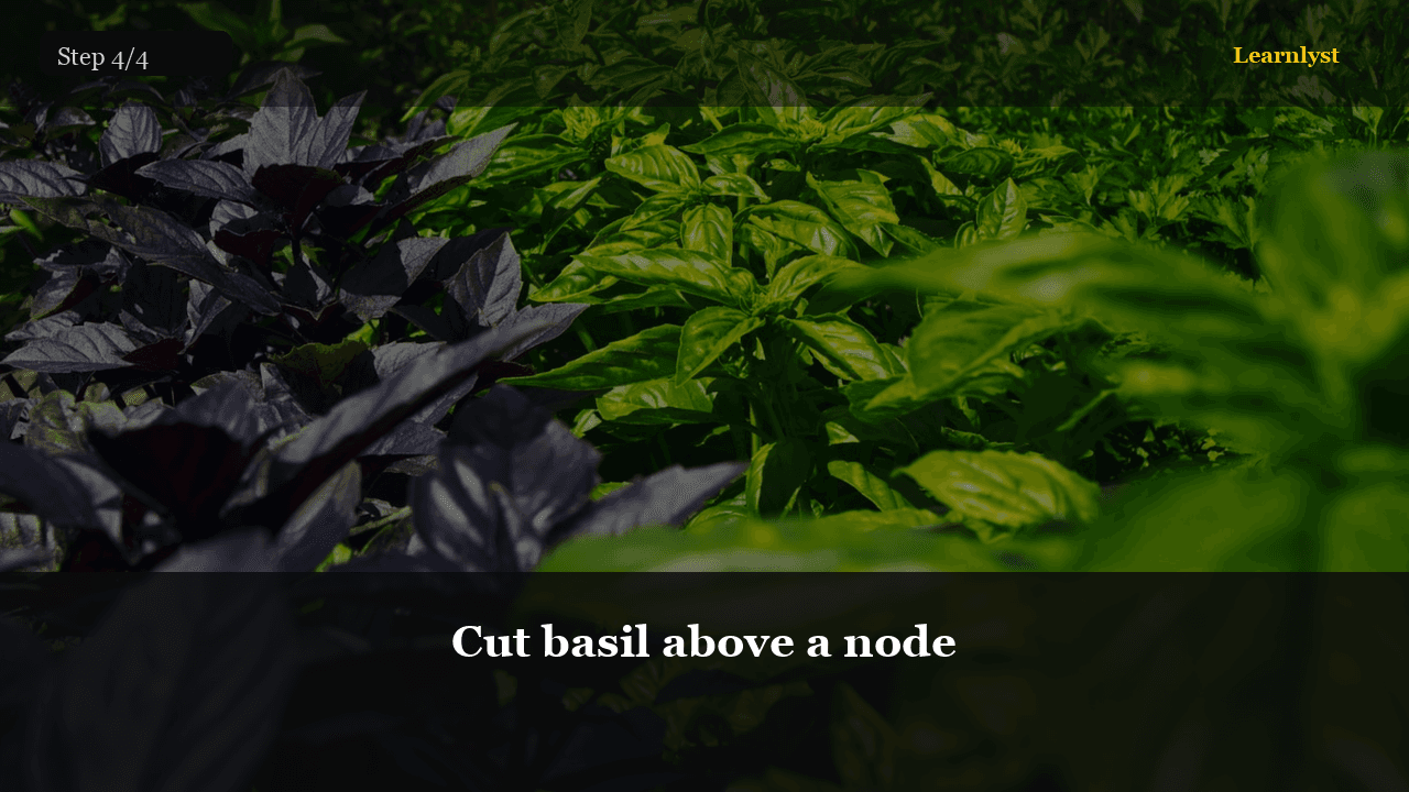 Cut basil above a node โ Gardening tip photo